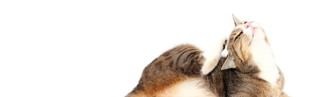 Frontine Spot-on Combo pre mačky proti blchám vo všetkých štádiách života