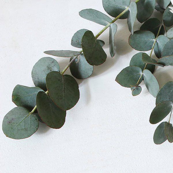 Eukalyptus