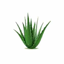 Aloe vera s antiseptickými účinkami pre znovuvytvorenie výstelky