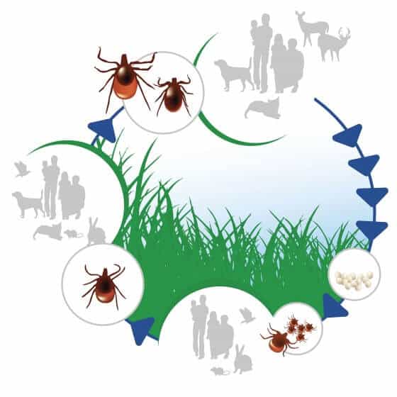 Ataxxa je antiparazitikum proti kliešťom, blchám a inému hmyzu
