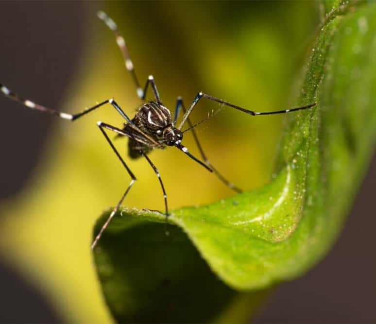 repelent na ochranu proti komarom