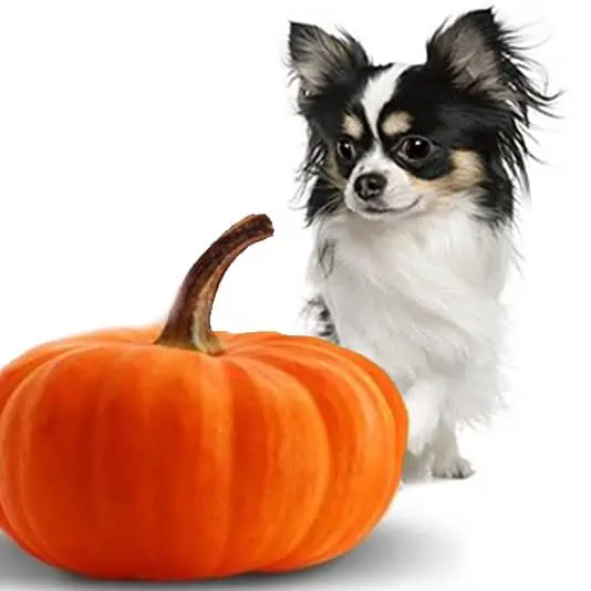 Krmivo Farmina N&D dog PUMPKIN s tekvicou psy láka