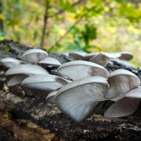 Hliva ustricová - Pleurotus ostreatus