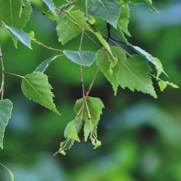 List brezy bradavičnatej