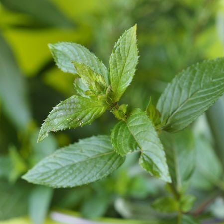 Mäta pieporná a mentol - (Mentha piperita)