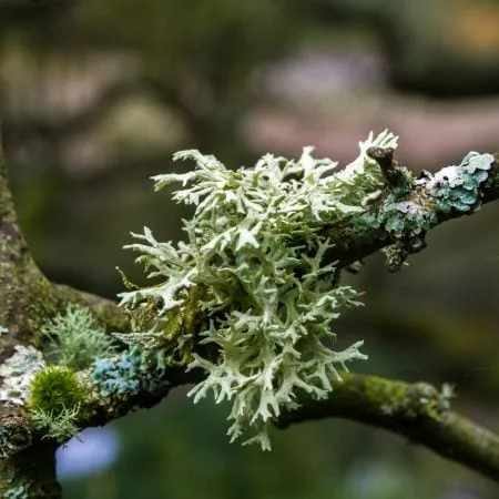 Pľuzgierka islandská - Lichen islandicus)