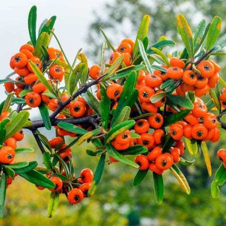 Rakytník rešetliakový - Hippophae Rhamnoides