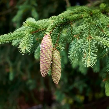 Smrek obyčajný - esencia (Picea abies)