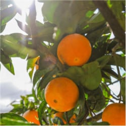 Citrusové bioflavonoidy