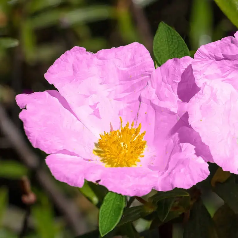 Cistus krétsky (CISTUS CRETICUS)