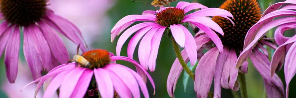 echinacea na podporu immunity