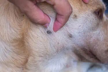 najlepsia ochrana proti kliestom pre psov