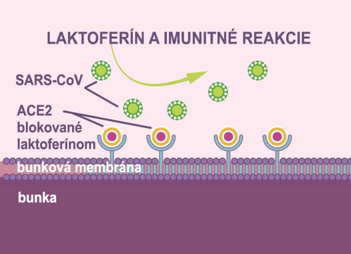 Laktoferín a imunitné reakcie