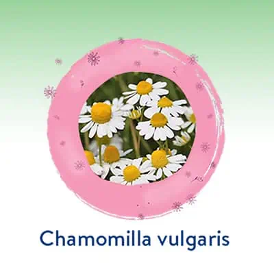 Chamomilla vulgaris