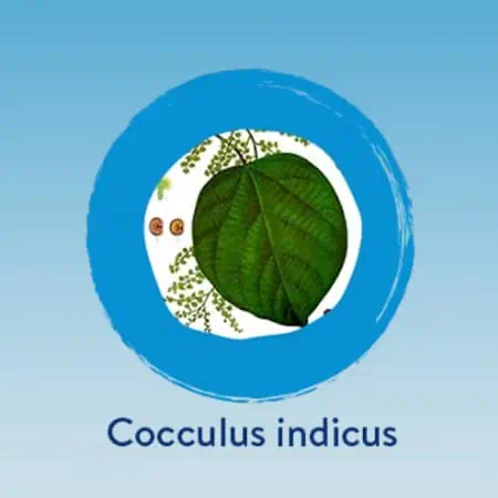 Cocculus indicus 4 CH