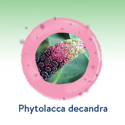 Phytolacca decandra 5 CH
