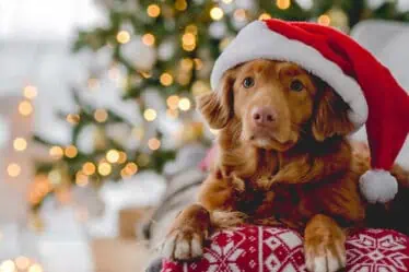 vianocny darcek pre zdravie psa