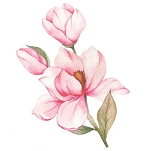 Magnolia officinalis (Magnólia lekárska)