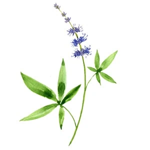 Vitex agnus-castus (vitex jahňací)