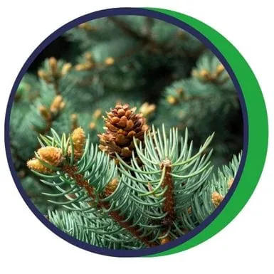 Abies nigra (smrek čierny americký)