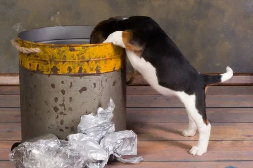 Čerstvosť a hygiena balenia kapsičky pre psy eliminuje riziko kontaminácie