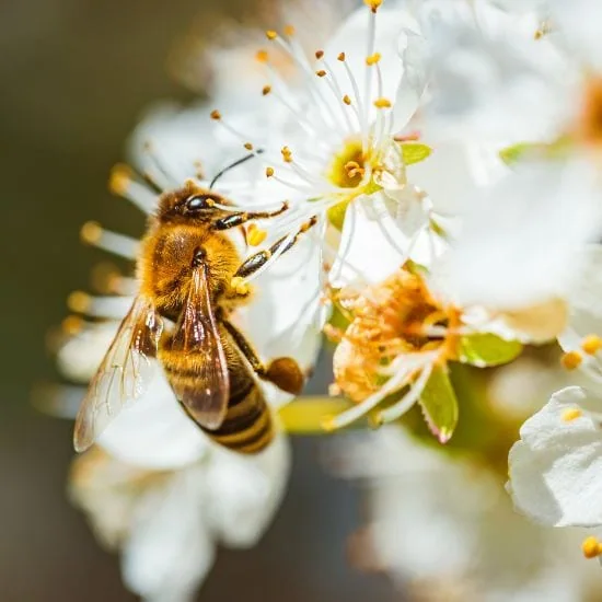 Čo včely znamenajú pre naše životné prostredie? Umožňujú nám prežiť!