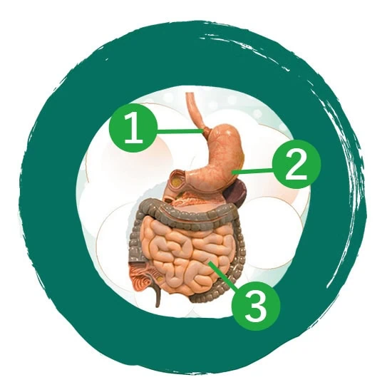 Gastrocynesine: oblasti pôsobenia lieku