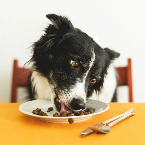 Granule pre psov s obsahom pôvodných obilnín dávajú psíkom dostatok energie