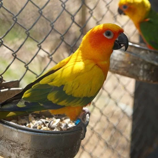 Krmivo pre vtáky, ktoré sú vyberavé, môže byť granulované