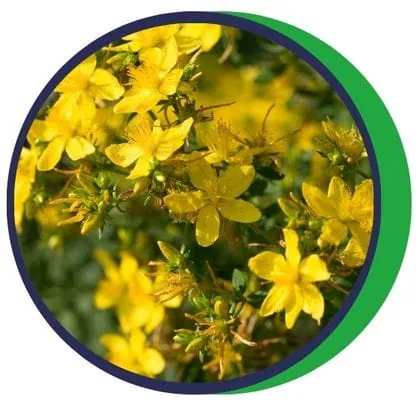 Ľubovník bodkovaný (Hypericum perforatum)