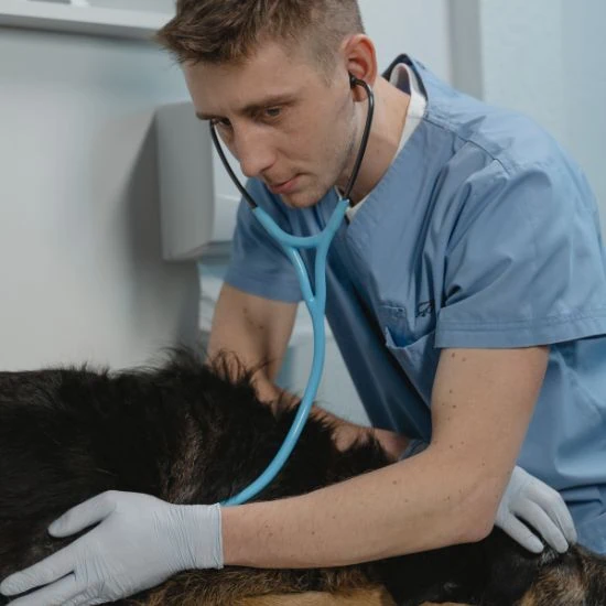 Pamlsky pre psy v nadmernej dávke vedú k priberaniu a chorobám