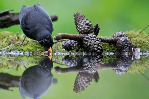 Príroda ponúka efektívnejšie krmítka a napájadlá  pre vtáky - všetky majú dostatok priestoru