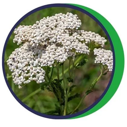 Rebríček obyčajný (Achillea millefolium)