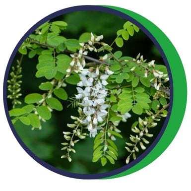 Robinia pseudo-acacia (agát biely)