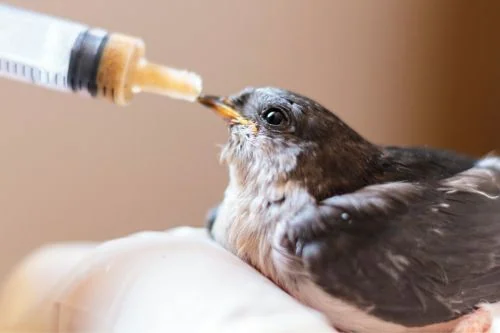 Keď sa vtáčik nenazobká sám, pomôžu striekačky pre ručné dokrmovanie