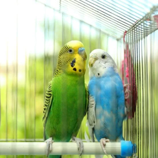 Vtáky: Čo ľudí motivuje k ich chovu alebo prečo práve tento koníček?
