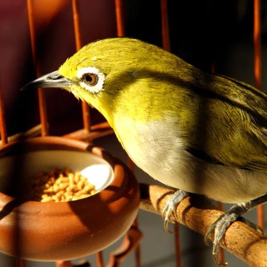 Vyberavé vtáky občas potrebujú doplnky stravy na zadováženie potrebných živín