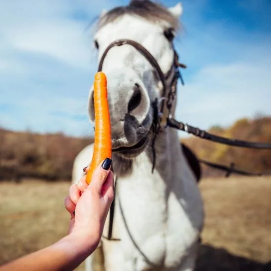 Kone sa živia rôznorodou stravou, ktorá môže zahŕňať seno, trávu, granulované krmivo pre kone aj iné dobroty