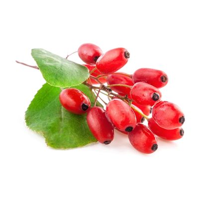 Kustovnica čínska (Lycium chinense) alias plod goji