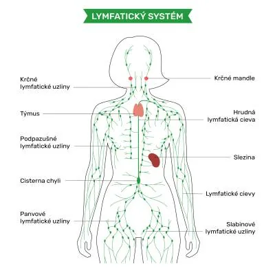lymfaticky system