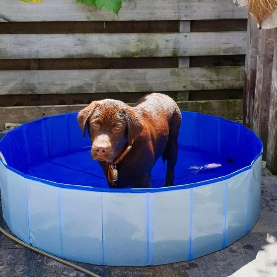 Bazén pre psa na schladenie v horúčave