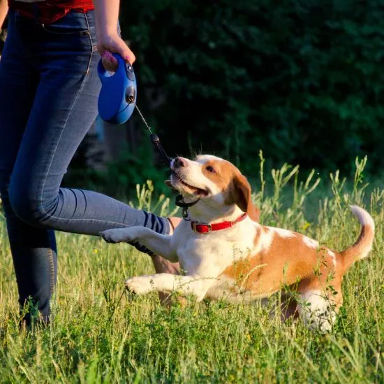 Flexi vodítko pre väčšiu i menšiu voľnosť pohybu psa podľa potreby