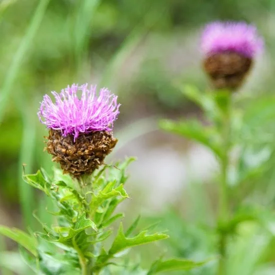 Leuzea šuštivá (Leuzea carthamoides)