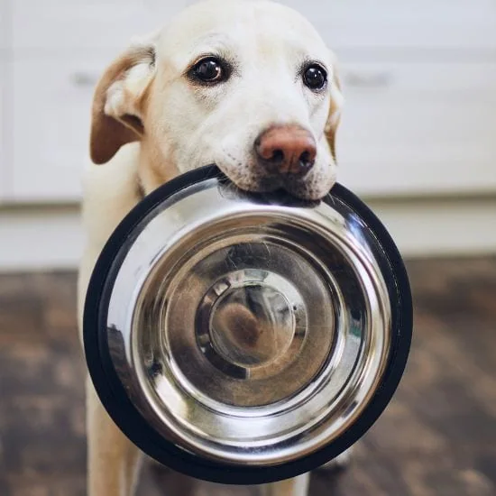Miska pre psa z našej širokej ponuky sa môže vášmu miláčikovi páčiť