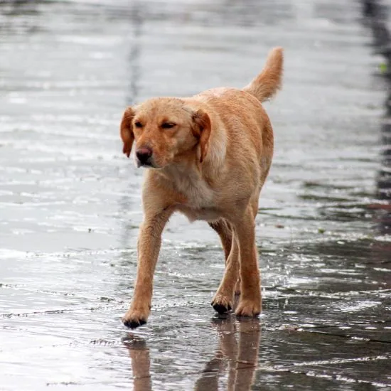 Oblečenie pre psov chráni pred dažďom a vlhkom