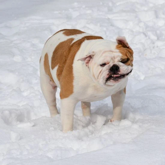 Oblečenie pre psov chráni pred zimou a chladom