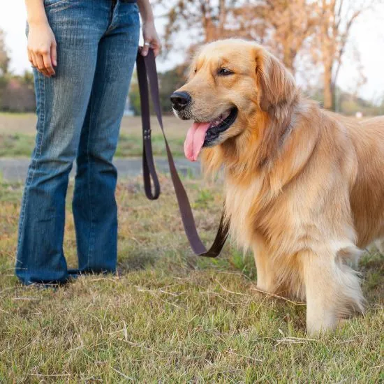 Vodítko pre psa poskytuje majiteľovi psíka lepšiu kontrolu nad pohybom