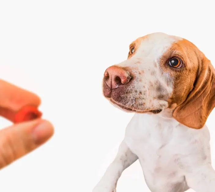 tabletky proti kliestom pre psa