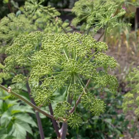 Archangelika lekárska (Archangelica officinalis alebo Angelica archangelica)