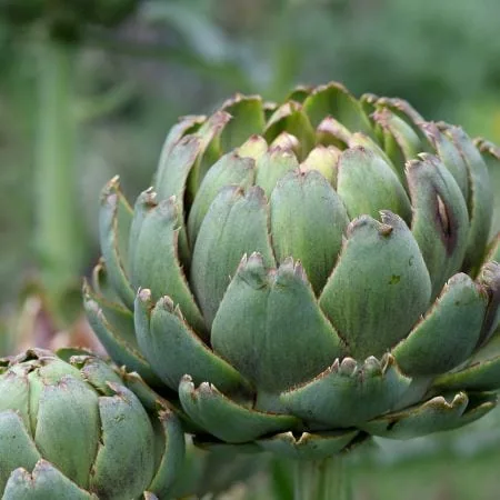 Artičoka zeleninová (Cynara scolymus)